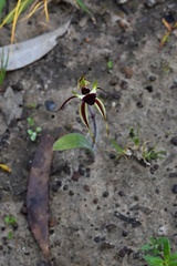 Caladenia parva