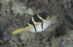 Canthigaster valentini