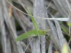 Vandiemenella viatica
