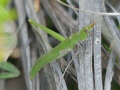 Vandiemenella viatica