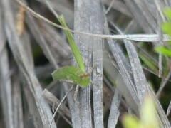 Vandiemenella viatica