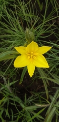 Hypoxis rigidula
