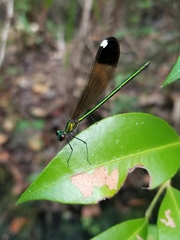 Calopteryx dimidiata