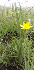 Hypoxis rigidula