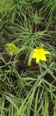 Hypoxis rigidula