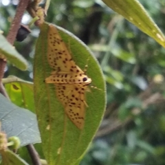 Conogethes