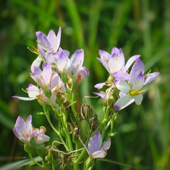 Exacum tetragonum