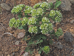 Crassula natalensis