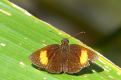 Koruthaialos rubecula