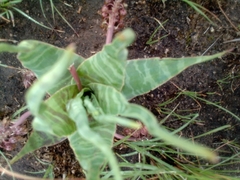 Ledebouria ovatifolia ovatifolia