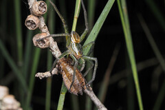 Dolomedes facetus