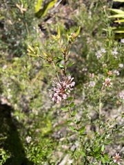 Grevillea sphacelata
