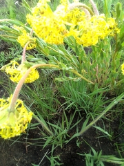 Lasiosiphon anthylloides