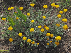 Helichrysum subfalcatum