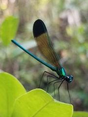 Calopteryx dimidiata