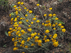 Helichrysum subfalcatum