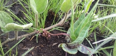 Ledebouria ovatifolia ovatifolia