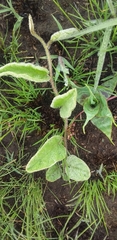 Ledebouria ovatifolia ovatifolia