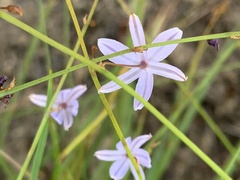 Caesia contorta