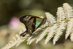 Papilio phorcas