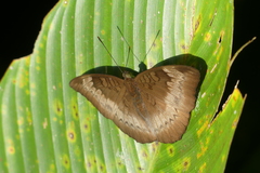 Euthalia monina