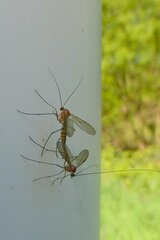 Macrocera