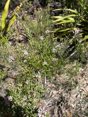 Grevillea sphacelata