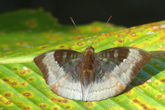 Euthalia monina kesava