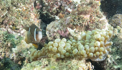 Amphiprion akindynos