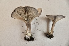 Clitocybe ditopa
