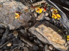 Bossiaea riparia