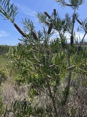 Melaleuca linearis linearis