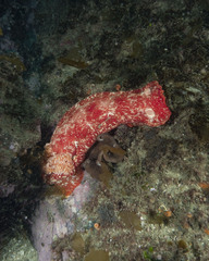 Hexabranchus sanguineus