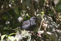 Laniarius funebris