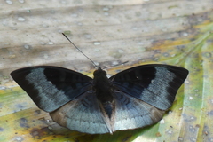 Euthalia monina kesava