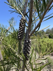 Melaleuca linearis linearis