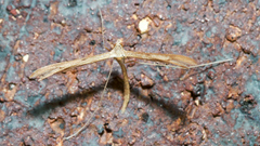 Pterophoroidea