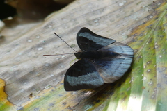 Euthalia monina kesava