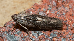 Sciota melanostyla