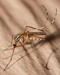 Aedes vittiger