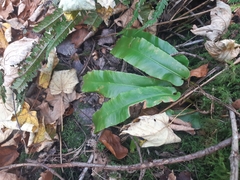 Asplenium scolopendrium scolopendrium