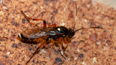 Ichneumon promissorius