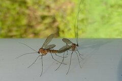 Macrocera