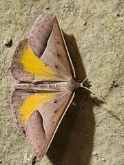 Epidesmia chilonaria