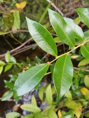 Lyonia lucida