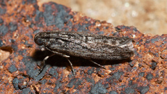 Pyralidae