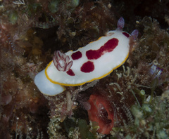 Goniobranchus splendidus