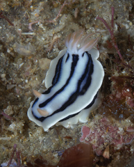 Chromodoris lochi