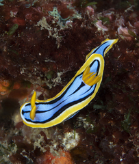 Chromodoris
