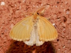 Euproctis lutea